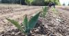 Researchers study potential of agave crop