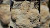Rare duck-billed dinosaur tracks in Tumbler Ridge help tell story of ancient delta, says earth scientist