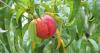 County farms skip pick-your-own peaches after freeze; here’s where you can still find the fruit