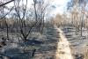 Pacific Ocean Pattern Helps Explain Diverging Wildfire Trends in U.S. and Australia