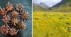 A Wild Himalayan Spice Is Helping 200 Families Protect 100 Sq Km of Forest