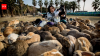 Tourist feeding helped push Japan’s famous Rabbit Island beyond its natural limits; now vegetation is stripped and wild boars are attacking rabbits