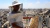 Among ruins, Gaza beekeepers fight to save their hives