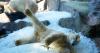 Prague zoo keeps polar bears cool with ice cubes as European summer heatwave hits