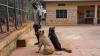 Why Rwandans are warming to dogs