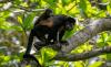OKC Zoo announces 2027 conservation travel destinations