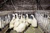 Sullivan County Foie Gras Farms Make Final Appeal To New York’s Highest Court