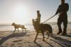 Honouring K9 heroes: The unsung canine protectors of South Africa's wildlife