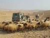 Palestinian shepherds endure life alongside Israeli settler outposts