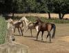 Did you know that Belgium is also home to Akhal-Teke horses?