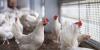 AI workers just got together and donated $40 million to save factory-farmed chickens