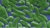 Latest on 'flesh-eating bacteria' found in Palm Beach County