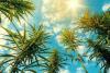Cannabis Use Climbs As Alcohol And Cigarette Use Decline, Survey Shows