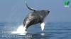 Humpback whales leap out of water off New York coast in spectacular video