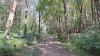 Nature and Forest Agency:  Luxembourg's forests at risk due to drought and high temperatures