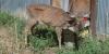 WVDNR implements new tool for reporting wildlife disease and mortality