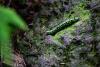 Armyworms Are Back Across Oklahoma