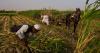 Sudan farmers struggle as Iran conflict drives costs higher