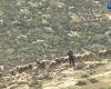 Israeli Settler Sheep Theft Threatens Livelihoods of Palestinian Herders in Masafer Yatta