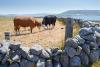 Climate change puts Burren on the brink of wildfires