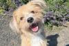 Dogs Trust: Pretzel the 11-month-old Shih Tzu x Collie and Boxer Shadow need rehoming in Northern Ireland