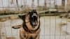 Health Inspector Investigating Dog Attack Killed By Pack Of Dogs