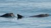 From Vaquita to Kakapo: 7 wildlife species fighting for their future