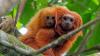 Researchers find ‘priority zones’ for yellow fever vaccination of golden lion tamarins