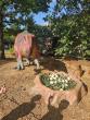 Massive Dinosaur Adventure Coming to Western New York