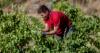 The agri-food cooperatives of the Balearic Islands forecast production drops of up to 40% if the heat wave continues.