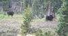 Volunteers spot 13 moose during UW Biodiversity Institute’s Summer Moose Day Weekend