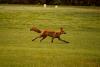 The Wildlife In Yellowstone Goes Way Beyond Bison And Bears