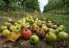 Govt science reform uproots the tree it needs to bear fruit