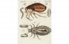 The good, the bad and the grotesque: the mind-blowing diversity of parasites