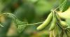 Arkansas students honored in 2026 Soybean Science Challenge