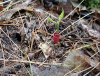 Seedling data shows Michigan forests under pressure from climate change, deer, disease