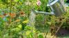Gardeners are making major mistake with plants in hot weather – not overwatering