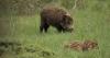 Galicia declares the hunting emergency due to the wild boar