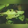 New biological control will target invasive mile-a-minute weed in Michigan