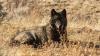 California wolves feed heavily on cattle, UC Davis research finds
