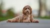 Paxton Probes Lone Star Pups Over ‘10-Year’ Health Guarantee