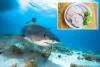 Eating shark has its benefits — but experts warn you should think twice before taking a bite