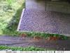 Wildlife corridors aim to make Pennsylvania roads safer for animals and drivers