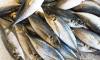 Shallow Waters, Deep Risks:The Fishing Limit Dilemma