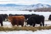 Growing out west: Colorado’s early homesteaders, ranchers lay the foundation for High Country communities