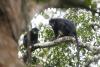 New Species of Monkey Discovered in Congo