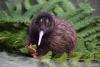 Kiwi fight club: Lifestyle block with famous brawling birds for sale - ‘we can get right up close’