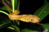 How an invasive snake took over Guam