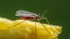 These Tiny Bugs Are Having A Huge Effect On Florida's 100-Year-Old Tree Infestation