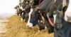 Sellers' market for dairy cattle buyers cannot afford to miss